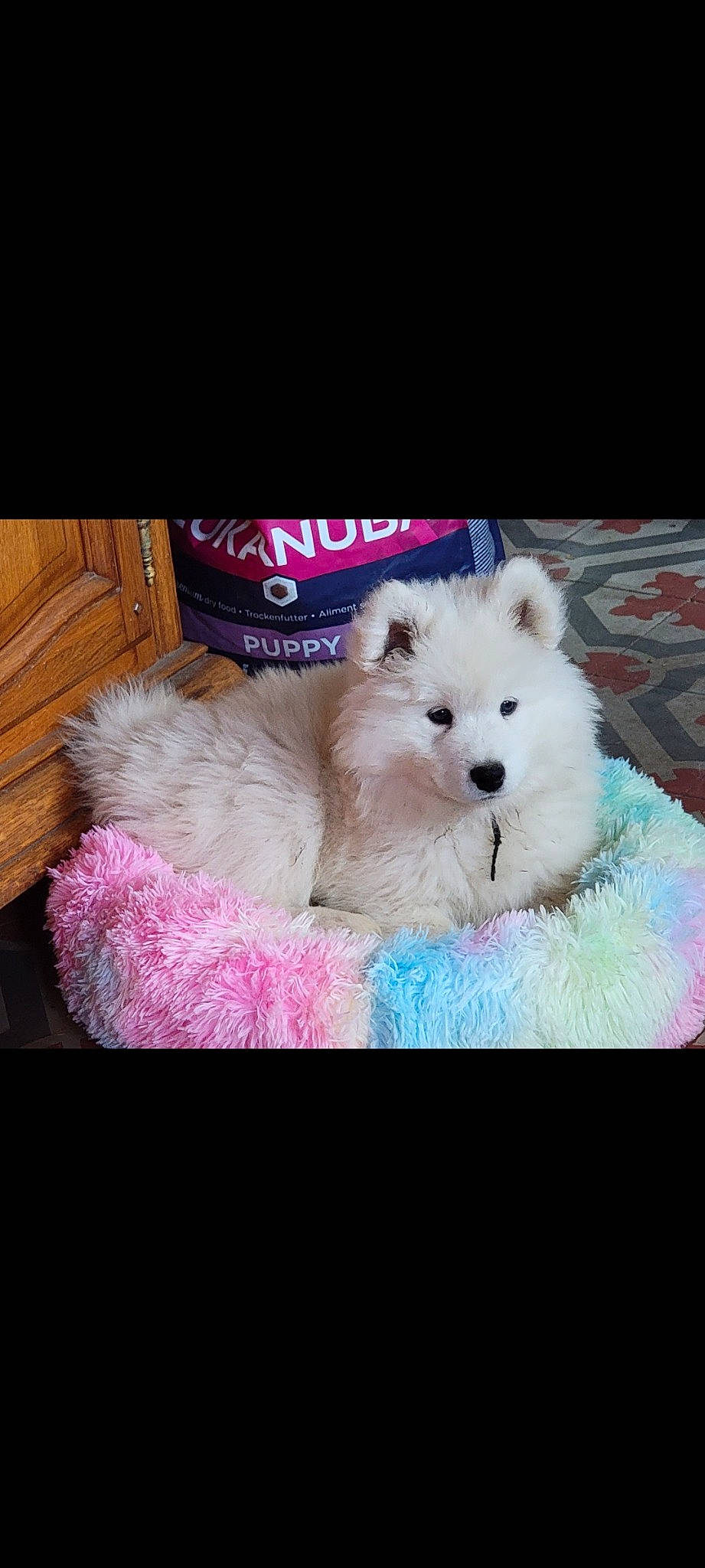 Tahia a rejoint le concours — aidez-le/la à gagner de superbes lots ! canidae, carnivore, companion_dog, dog, dog_breed, dog_supply, fawn, fur, hardwood, magenta, paw, pink, puppy, snout, spitz, sporting_group, stuffed_toy, terrestrial_animal, toy_dog, wood