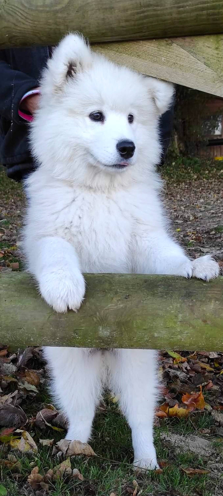 Tahia participe au concours pour gagner de l'argent avec cette photo : canidae, canis, carnivore, companion_dog, dog, dog_breed, fur, german_spitz_mittel, grass, indian_spitz, japanese_spitz, plant, samoyed, snout, spitz, sporting_group, terrestrial_animal, volpino_italiano, white, working_animal