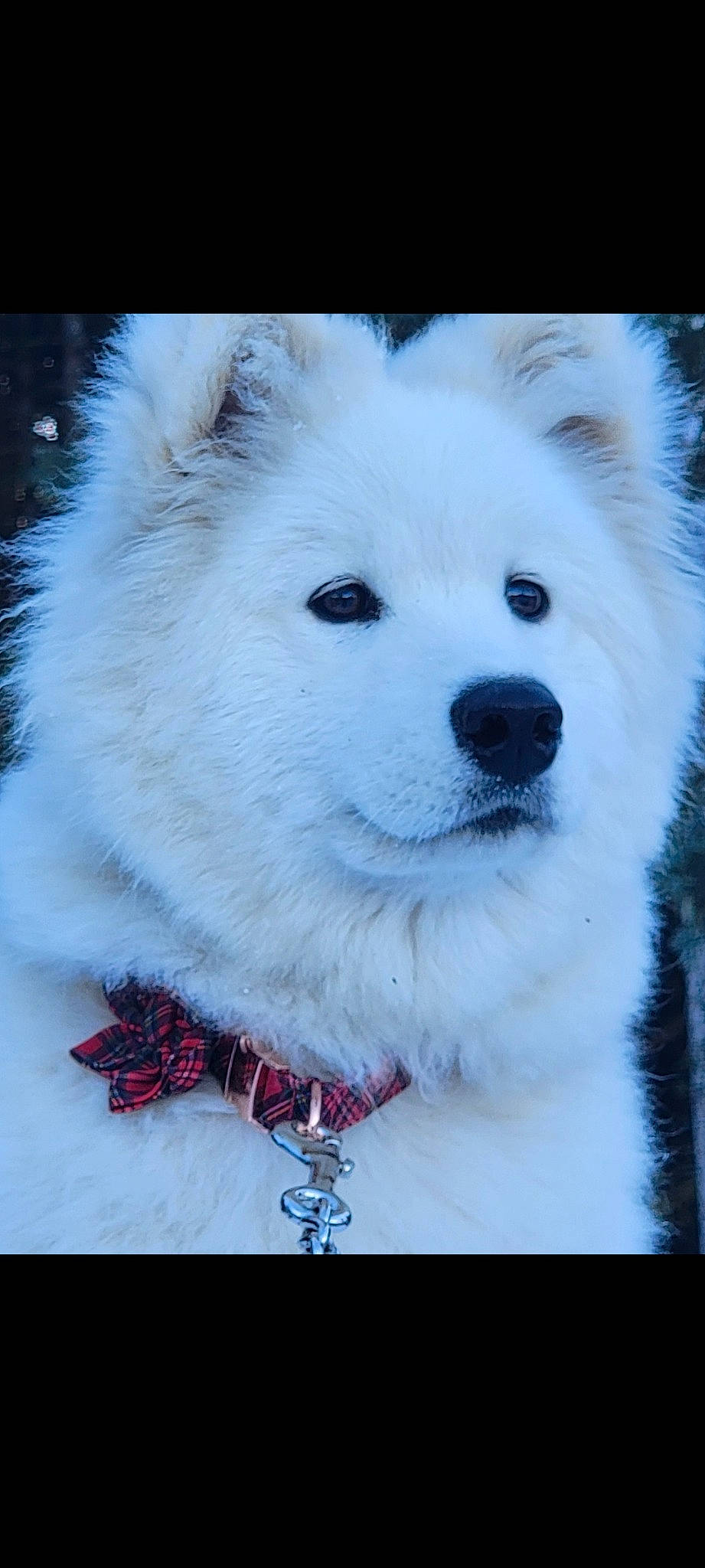 Tahia a rejoint le concours — aidez-le/la à gagner de superbes lots ! american_eskimo_dog, ancient_dog_breeds, canis, carnivore, companion_dog, dog, dog_breed, fur, german_spitz, german_spitz_klein, indian_spitz, japanese_spitz, non_sporting_group, samoyed, spitz, terrestrial_animal, volpino_italiano, whiskers, working_animal, working_dog