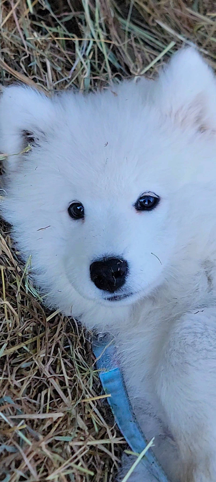 Tahia a rejoint le concours — aidez-le/la à gagner de superbes lots ! american_eskimo_dog, canidae, carnivore, companion_dog, dog, dog_breed, fang, freezing, fur, indian_spitz, japanese_spitz, plant, samoyed, snout, sporting_group, toy_dog, volpino_italiano, whiskers, winter, working_animal