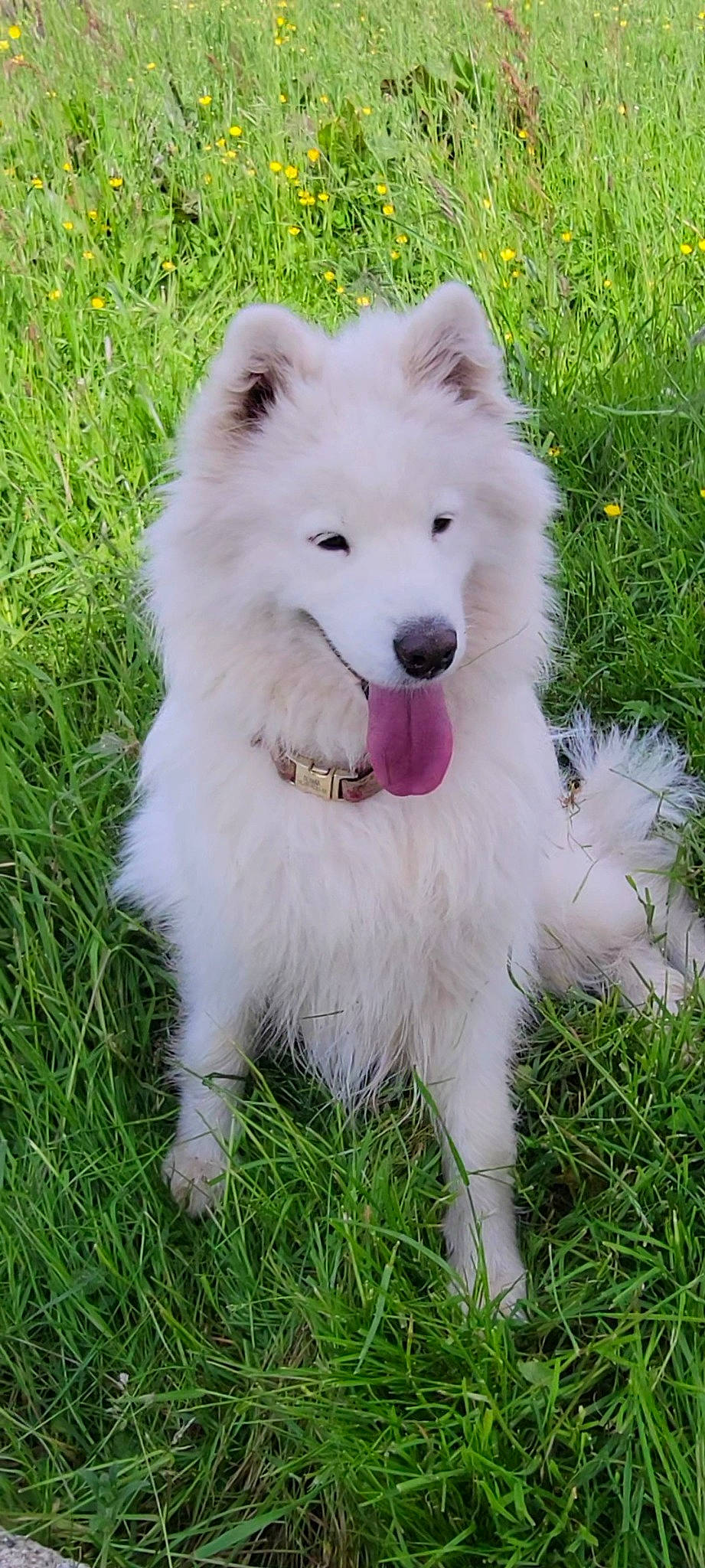 Olyana a rejoint le concours — aidez-le/la à gagner de superbes lots ! american_eskimo_dog, ancient_dog_breeds, canidae, carnivore, companion_dog, dog, dog_breed, fang, german_spitz_klein, grass, herding_dog, indian_spitz, japanese_spitz, plant, spitz, sporting_group, terrestrial_animal, volpino_italiano, working_animal, working_dog