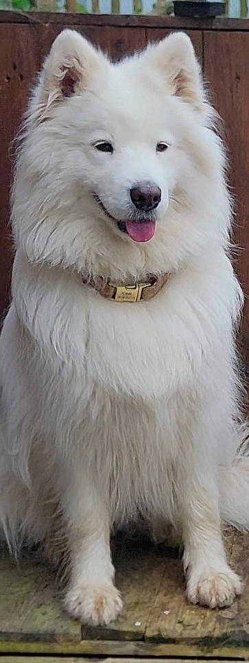 Olyana participe au concours pour gagner de l'argent avec cette photo : canidae, carnivore, collar, companion_dog, dog, dog_breed, fang, fur, non_sporting_group, pet_supply, samoyed, snout, spitz, sporting_group, volpino_italiano, whiskers, white, working_animal, working_dog