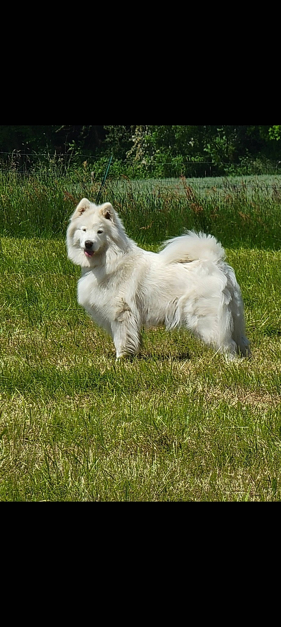 Olyana a rejoint le concours — aidez-le/la à gagner de superbes lots ! ancient_dog_breeds, canidae, carnivore, companion_dog, dog, dog_breed, fur, grass, grassland, non_sporting_group, pasture, plant, snout, sporting_group, tail, terrestrial_animal, volpino_italiano, wildlife, working_animal, working_dog