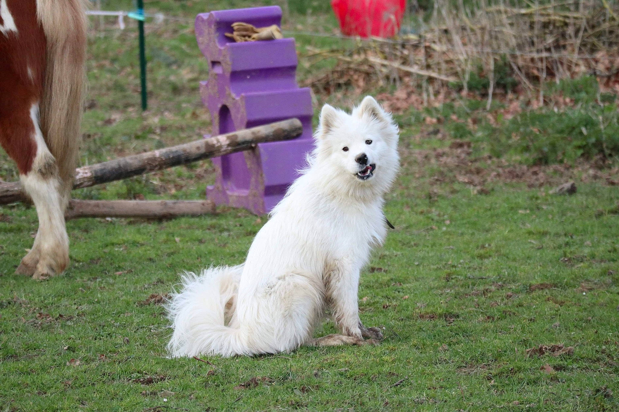 Olyana participe au concours pour gagner de l'argent avec cette photo : american_eskimo_dog, berger_blanc_suisse, canadian_eskimo_dog, canidae, carnivore, dog, dog_breed, german_spitz, german_spitz_klein, german_spitz_mittel, herding_dog, indian_spitz, japanese_spitz, mammal, rare_breed_dog, samoyed, spitz, vertebrate, volpino_italiano, white_shepherd