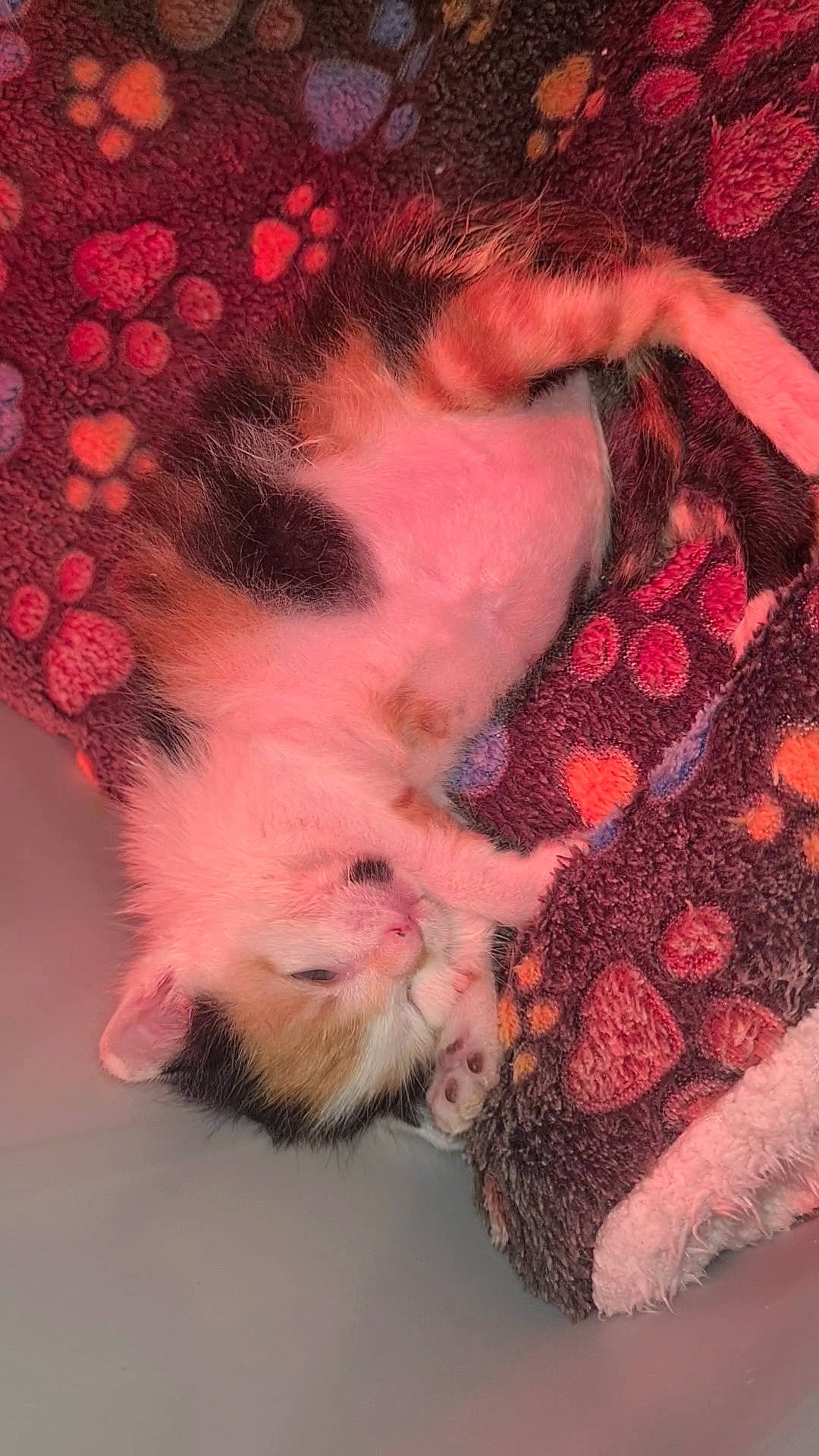 Vinnie participe au concours pour gagner de l'argent avec cette photo : carnivore, cat, claw, close_up, comfort, dog_breed, domestic_short_haired_cat, fawn, felidae, foot, fur, gesture, paw, pink, small_to_medium_sized_cats, snout, tail, textile, toe, whiskers