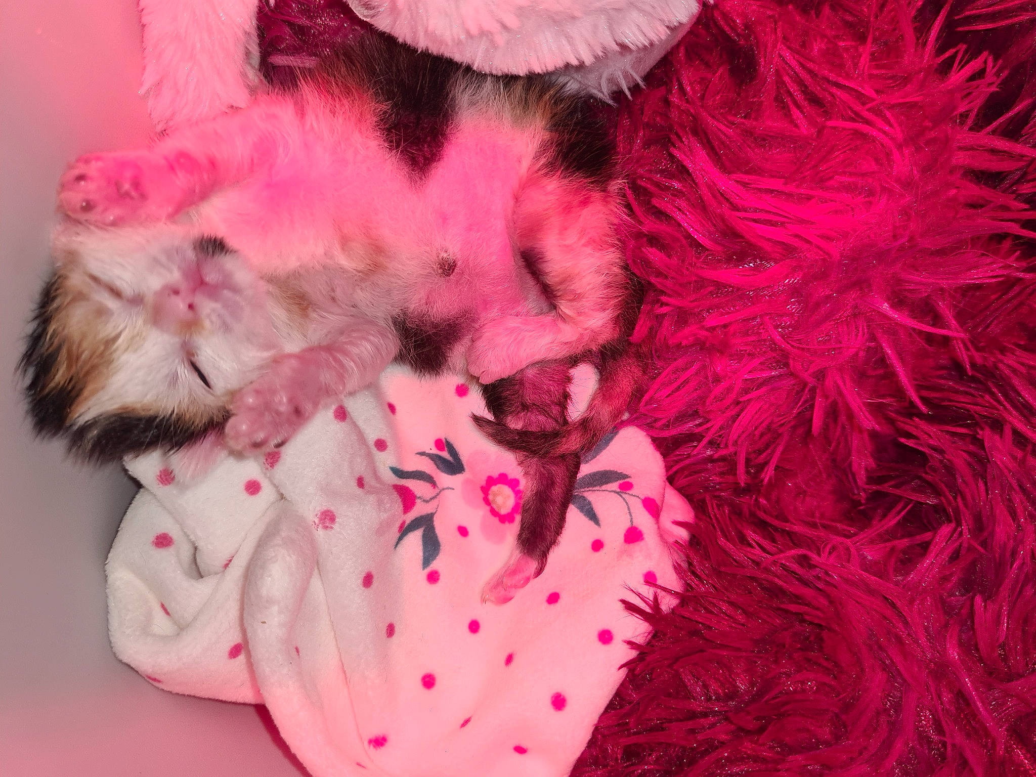 Vinnie a rejoint le concours — aidez-le/la à gagner de superbes lots ! animal_product, canidae, carmine, carnivore, cat, claw, companion_dog, dog_breed, felidae, foot, fur, fur_clothing, magenta, paw, petal, pink, small_to_medium_sized_cats, toy, vertebrate, whiskers