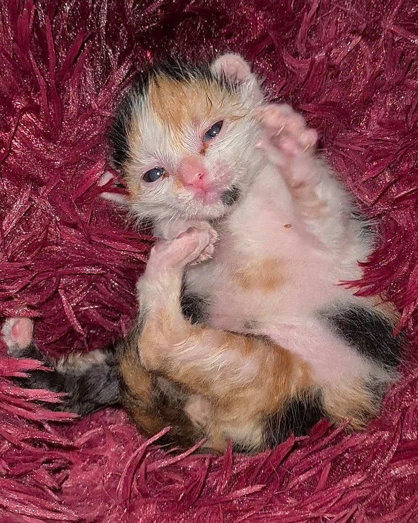 Vinnie participe au concours pour gagner de l'argent avec cette photo : art, canidae, carnivore, cat, claw, comfort, fawn, felidae, fur, magenta, paw, plant, small_to_medium_sized_cats, tail, terrestrial_animal, toy, whiskers