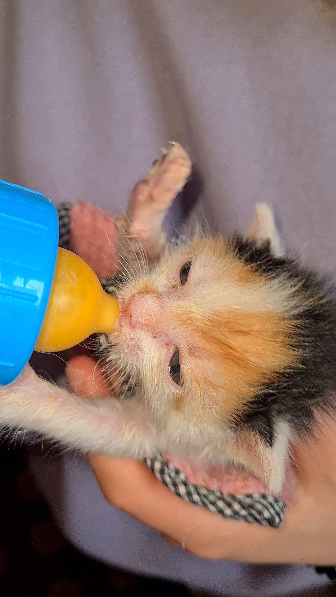 Vinnie a rejoint le concours — aidez-le/la à gagner de superbes lots ! canidae, carnivore, child, claw, comfort, fawn, felidae, foot, fur, hamster, hand, mouse, muroidea, nail, paw, rodent, small_to_medium_sized_cats, snout, whiskers