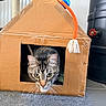 Milo participe au concours pour gagner de l'argent avec cette photo : cat, tabby, cardboard_house, toy, indoor, curious, pet, floor, carpet, scratching_post, playful, animal, whiskers, box, feline, home, tape, doorway, closeup, domestic