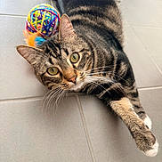 Milo participe au concours pour gagner de l'argent avec cette photo : cat, tabby_cat, pet, animal, feline, yarn_ball, colorful, toy, feathers, floor, tile, whiskers, paw, stretching, playful, indoor, closeup, fur, curious, relaxed