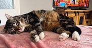 Milo a rejoint le concours — aidez-le/la à gagner de superbes lots ! cat, tabby, sleeping, pink_blanket, paws, indoor, living_room, television, wooden_cabinet, furniture, cozy, relaxed, pet, animal, fur, whiskers, home, resting, soft, cute