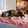cat, tabby, sleeping, pink_blanket, paws, indoor, living_room, television, wooden_cabinet, furniture, cozy, relaxed, pet, animal, fur, whiskers, home, resting, soft, cute