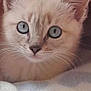 Lila Blue is registered to the contest to win money with this photo: animal, blanket, blue_eyes, cat, close_up, cozy, cute, ears, face, feline, fur, indoor, kitten, looking, mammal, pet, resting, soft, whiskers, young