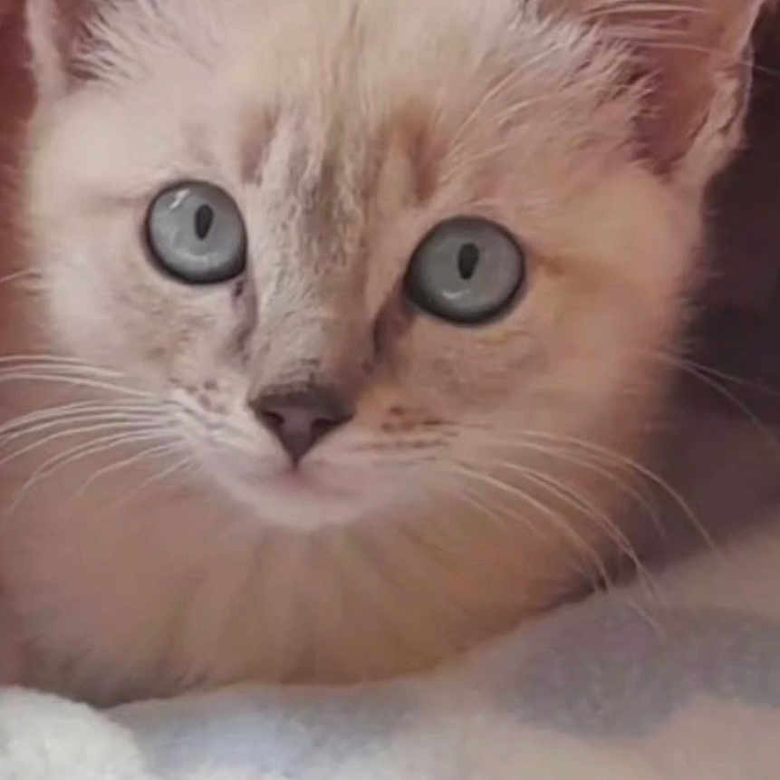 Lila Blue is registered to the contest to win money with this photo: animal, blanket, blue_eyes, cat, close_up, cozy, cute, ears, face, feline, fur, indoor, kitten, looking, mammal, pet, resting, soft, whiskers, young