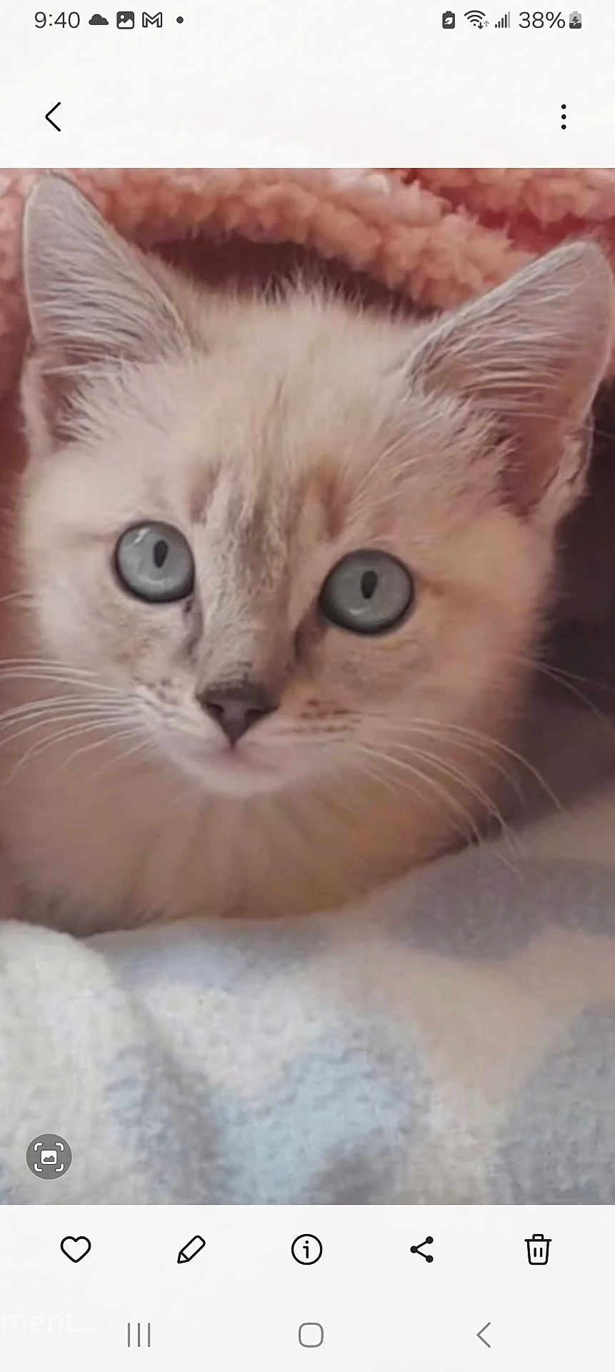 Lila Blue is registered to the contest to win money with this photo: animal, blanket, blue_eyes, cat, close_up, cozy, cute, ears, face, feline, fur, indoor, kitten, looking, mammal, pet, resting, soft, whiskers, young