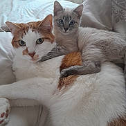 Lila Blue joined the competition — help win amazing prizes! animal, bed, blanket, cat, companion, cozy, cuddle, curtains, cute, ears, eyes, feline, fur, indoor, kitten, pet, relax, resting, soft_light, whiskers