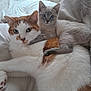animal, bed, blanket, cat, companion, cozy, cuddle, curtains, cute, ears, eyes, feline, fur, indoor, kitten, pet, relax, resting, soft_light, whiskers