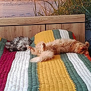 Tessy Et Uno a rejoint le concours — aidez-le/la à gagner de superbes lots ! cats, felines, tabby_cat, orange_cat, gray_cat, fluffy, sleeping, relaxed, lying_down, upside_down, animals, pets, quilt, blanket, colorful, striped, cushion, lakeside, water, reeds