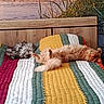 cats, felines, tabby_cat, orange_cat, gray_cat, fluffy, sleeping, relaxed, lying_down, upside_down, animals, pets, quilt, blanket, colorful, striped, cushion, lakeside, water, reeds