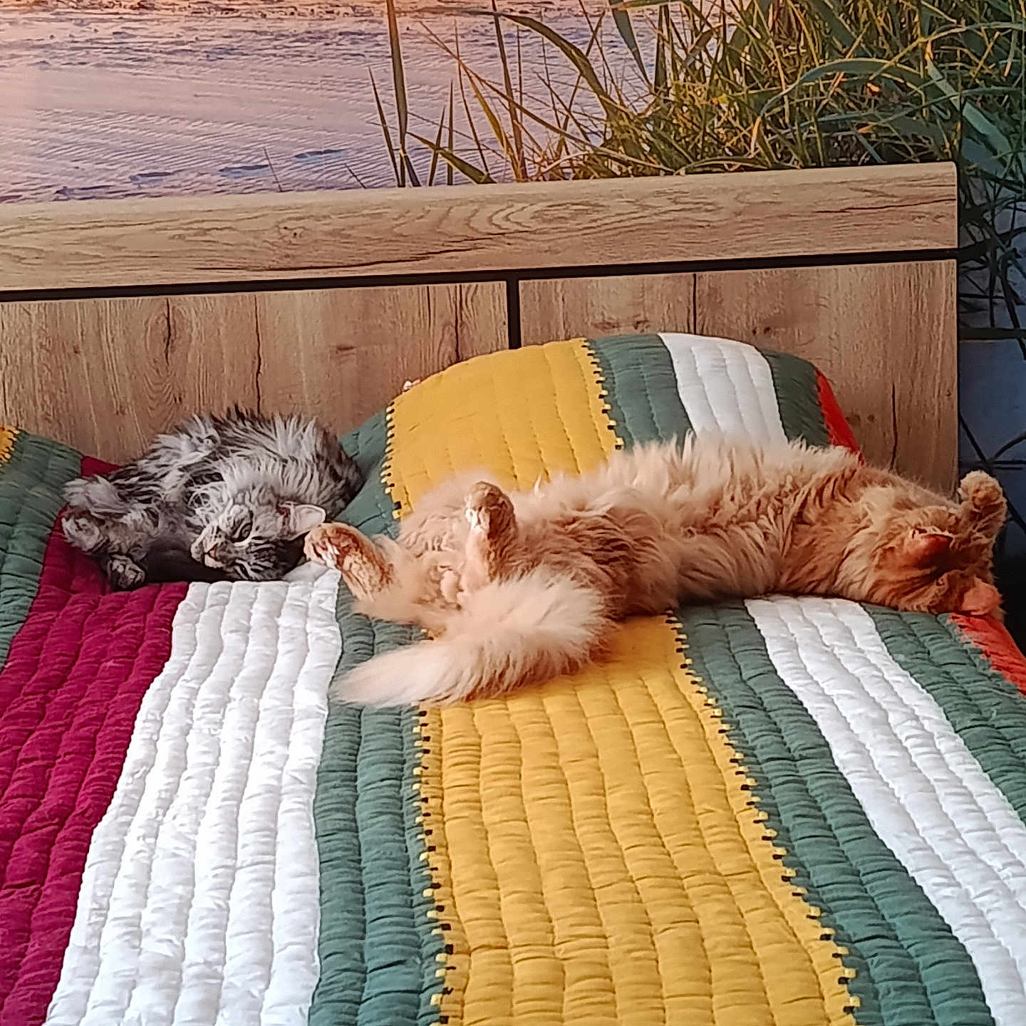Tessy Et Uno a rejoint le concours — aidez-le/la à gagner de superbes lots ! cats, felines, tabby_cat, orange_cat, gray_cat, fluffy, sleeping, relaxed, lying_down, upside_down, animals, pets, quilt, blanket, colorful, striped, cushion, lakeside, water, reeds