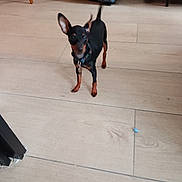 Bueno participe au concours pour gagner de l'argent avec cette photo : dog, small_dog, black_and_tan, standing, indoors, tile_floor, floor, large_ears, short_hair, collar, leash, dog_tag, alert, pet, animal, furniture, chair, table, home, portrait