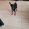 dog, small_dog, black_and_tan, standing, indoors, tile_floor, floor, large_ears, short_hair, collar, leash, dog_tag, alert, pet, animal, furniture, chair, table, home, portrait