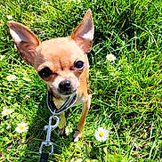Tayana participe au concours pour gagner de l'argent avec cette photo : animal, canine, chihuahua, closeup, collar, cute, daisies, dog, ears, friendly, grass, greenery, leash, nature, outdoor, pet, small_dog, summer, sunlight, tiny