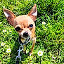 animal, canine, chihuahua, closeup, collar, cute, daisies, dog, ears, friendly, grass, greenery, leash, nature, outdoor, pet, small_dog, summer, sunlight, tiny