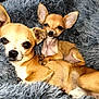 animal, blanket, chihuahua, companion, cozy, cute, cute_animals, dog, ears, eyes, friendship, fur, indoor, pet, puppy, relaxing, resting, sleepy, small_dog, snuggling