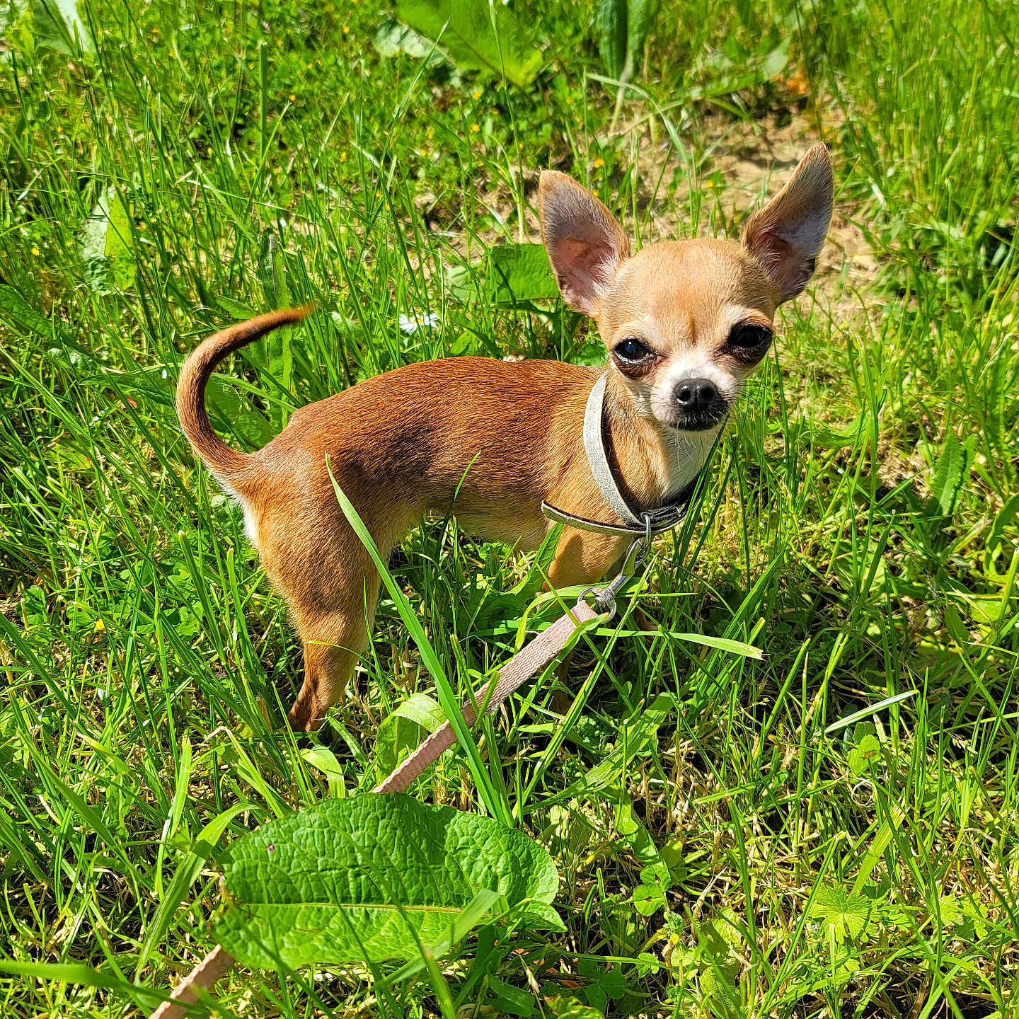 Tayana a rejoint le concours — aidez-le/la à gagner de superbes lots ! alert, animal, canine, chihuahua, cute, daylight, dog, ears, flower, grass, greenery, leaf, leash, nature, outdoor, pet, small_dog, standing, sunlight, tan_coat