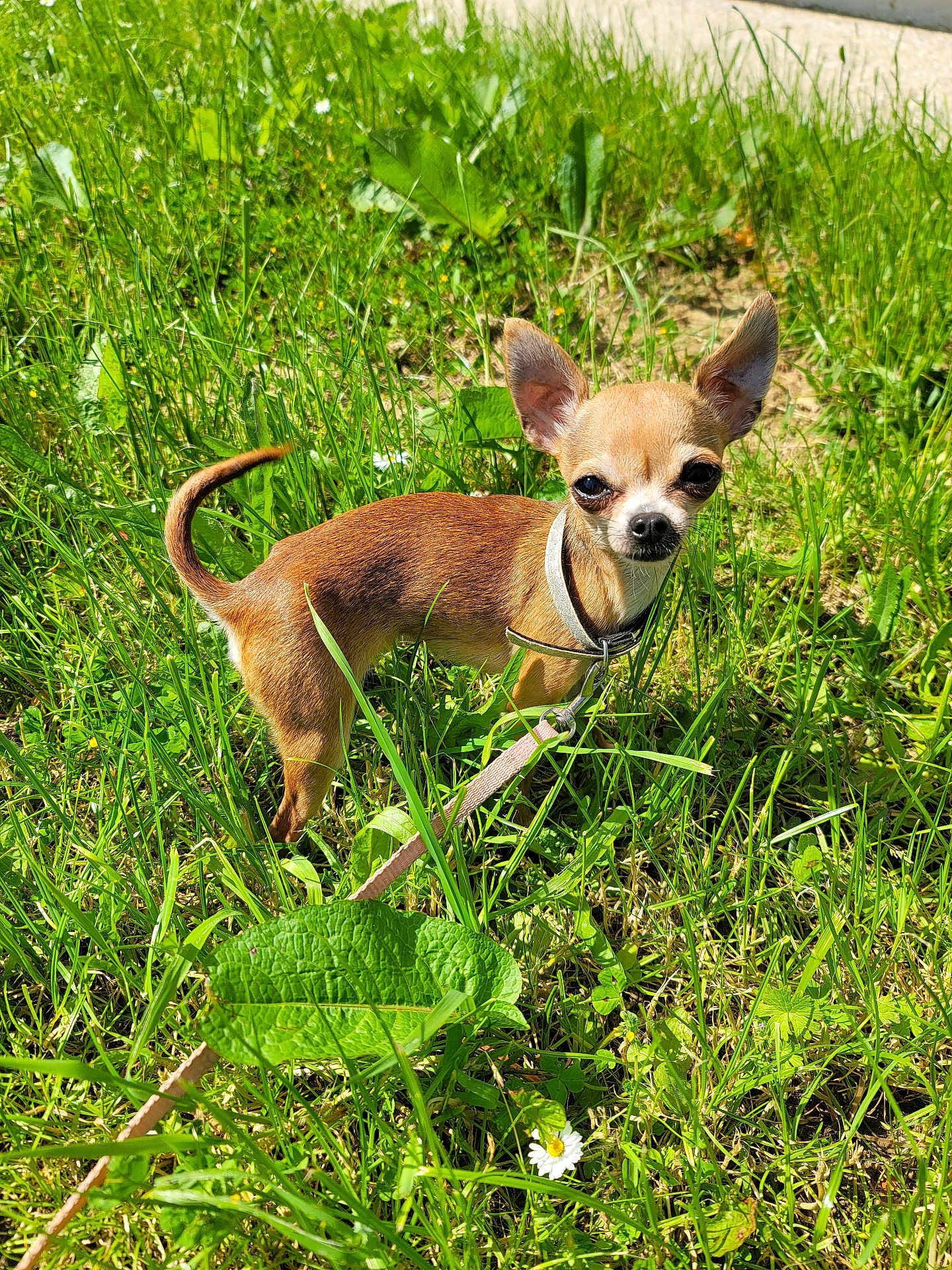 Tayana a rejoint le concours — aidez-le/la à gagner de superbes lots ! alert, animal, canine, chihuahua, cute, daylight, dog, ears, flower, grass, greenery, leaf, leash, nature, outdoor, pet, small_dog, standing, sunlight, tan_coat