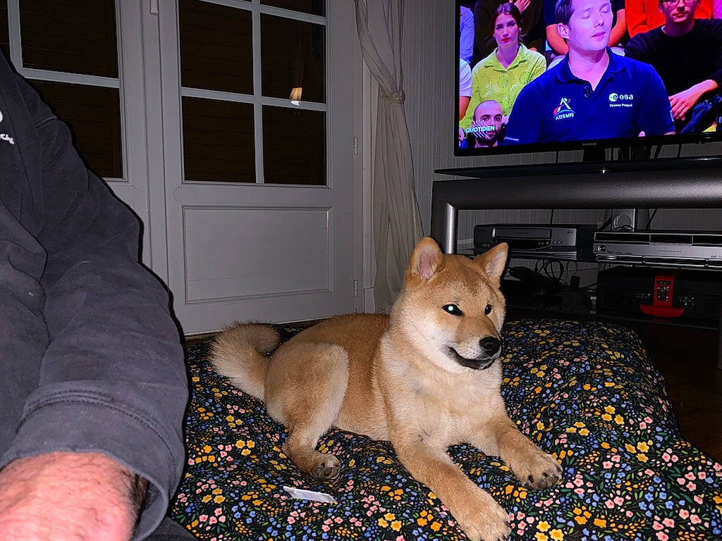 Taeko a rejoint le concours — aidez-le/la à gagner de superbes lots ! cable_television, carnivore, companion_dog, display_device, dog, dog_breed, door, entertainment, entertainment_center, fawn, home_appliance, led_backlit_lcd_display, snout, spitz, sporting_group, tail, television, television_program, television_set, window