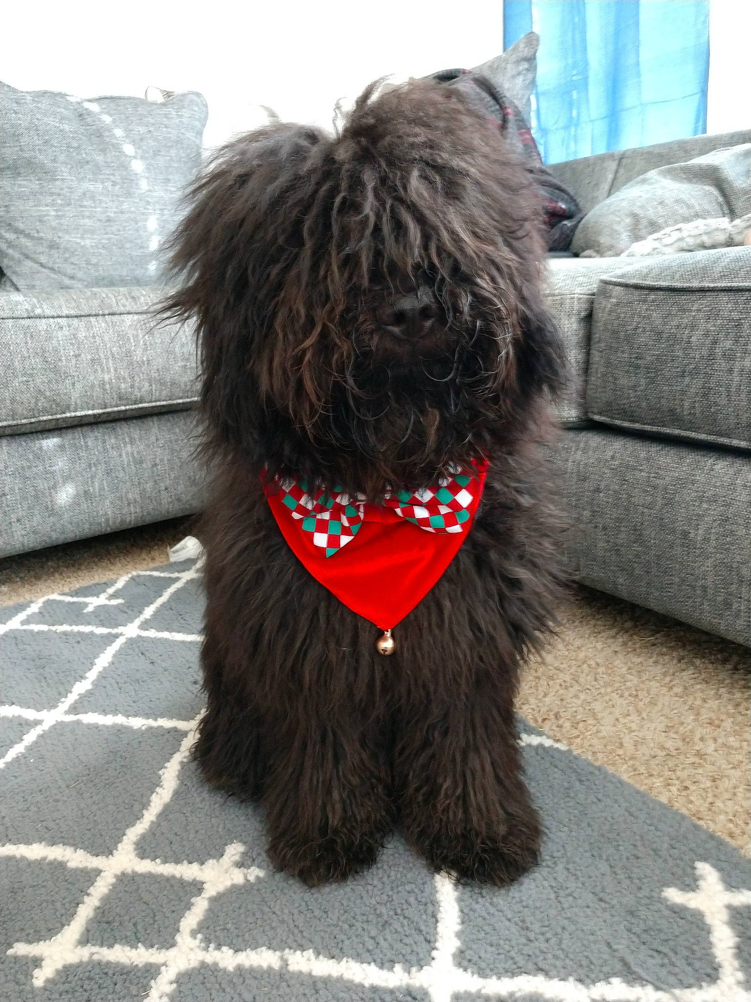 Ziggy joined the competition — help win amazing prizes! affenpinscher, barbet, black_russian_terrier, bolonka, bouvier_des_flandres, briard, canidae, cao_da_serra_de_aires, carnivore, dog, dog_breed, fur, labradoodle, mammal, rare_breed_dog, schnoodle, sporting_group, terrier, vertebrate