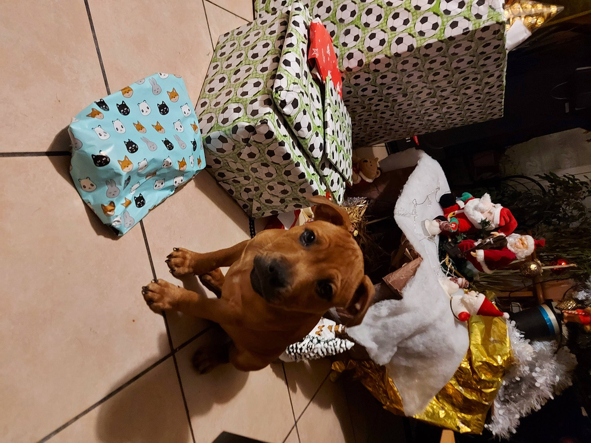 Saxo participe au concours pour gagner de l'argent avec cette photo : bag, carmine, carnivore, costume, dog, event, fashion_accessory, fawn, fun, fur, hat, linens, paper, pattern, plastic, room, stuffed_toy, toy, visual_arts, working_animal