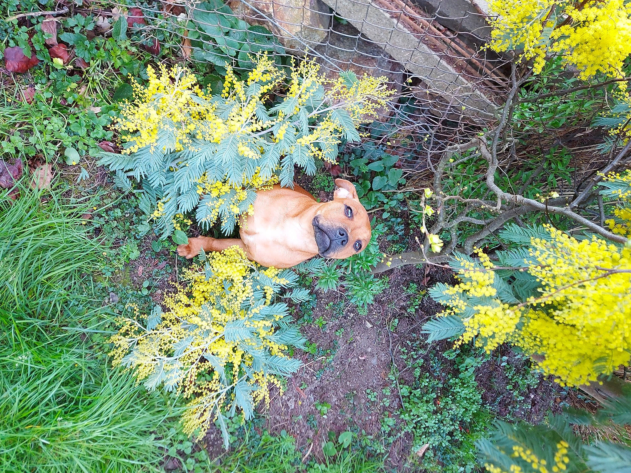Saxo participe au concours pour gagner de l'argent avec cette photo : barechested, biome, electric_blue, flower, garden, grass, groundcover, landscape, leisure, natural_landscape, people_in_nature, plant, plant_community, rock, shrub, spring, swimwear, vegetation, woody_plant, yellow