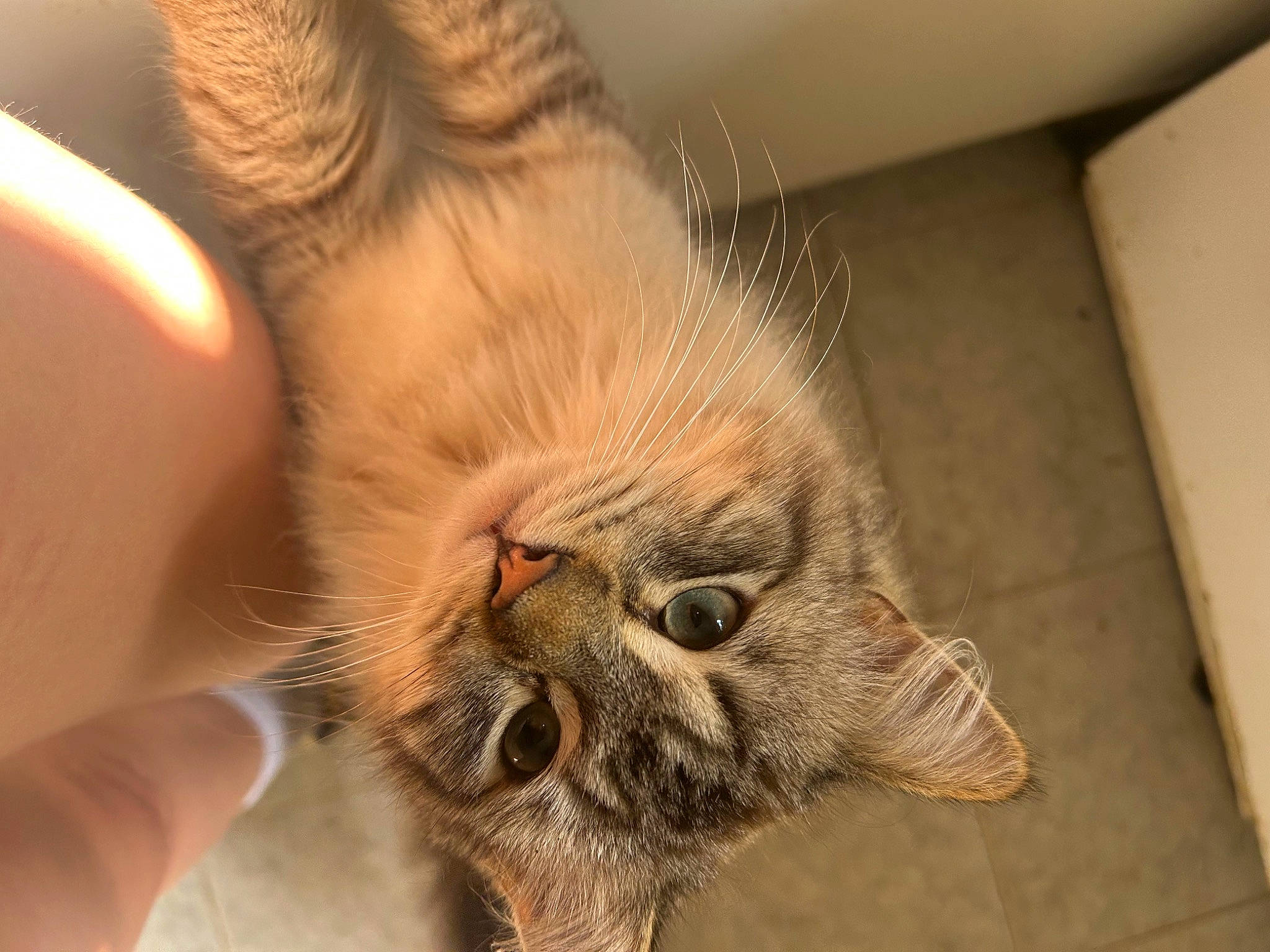 Mikey is registered to the contest to win money with this photo: carnivore, cat, claw, comfort, domestic_short_haired_cat, ear, fawn, felidae, finger, flooring, fur, hand, nail, paw, small_to_medium_sized_cats, snout, tail, whiskers, wood