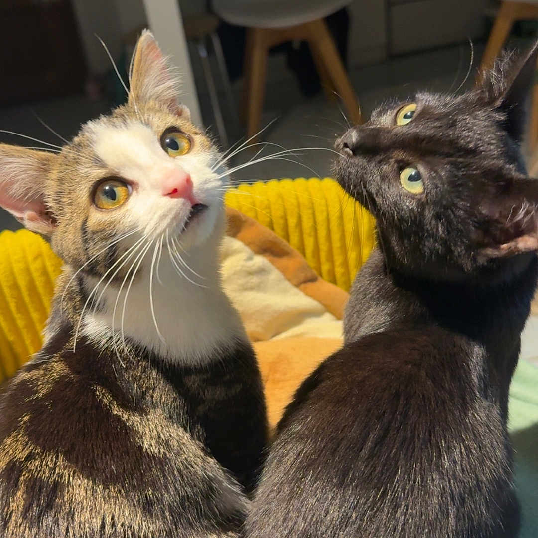 Urka Et Yuki a rejoint le concours — aidez-le/la à gagner de superbes lots ! animals, black_cat, blanket, cat, cats, chair, cozy, ears, eyes, face, fur, furniture, household, indoor, kitchen, looking_up, pets, tabby_cat, whiskers, yellow_blanket