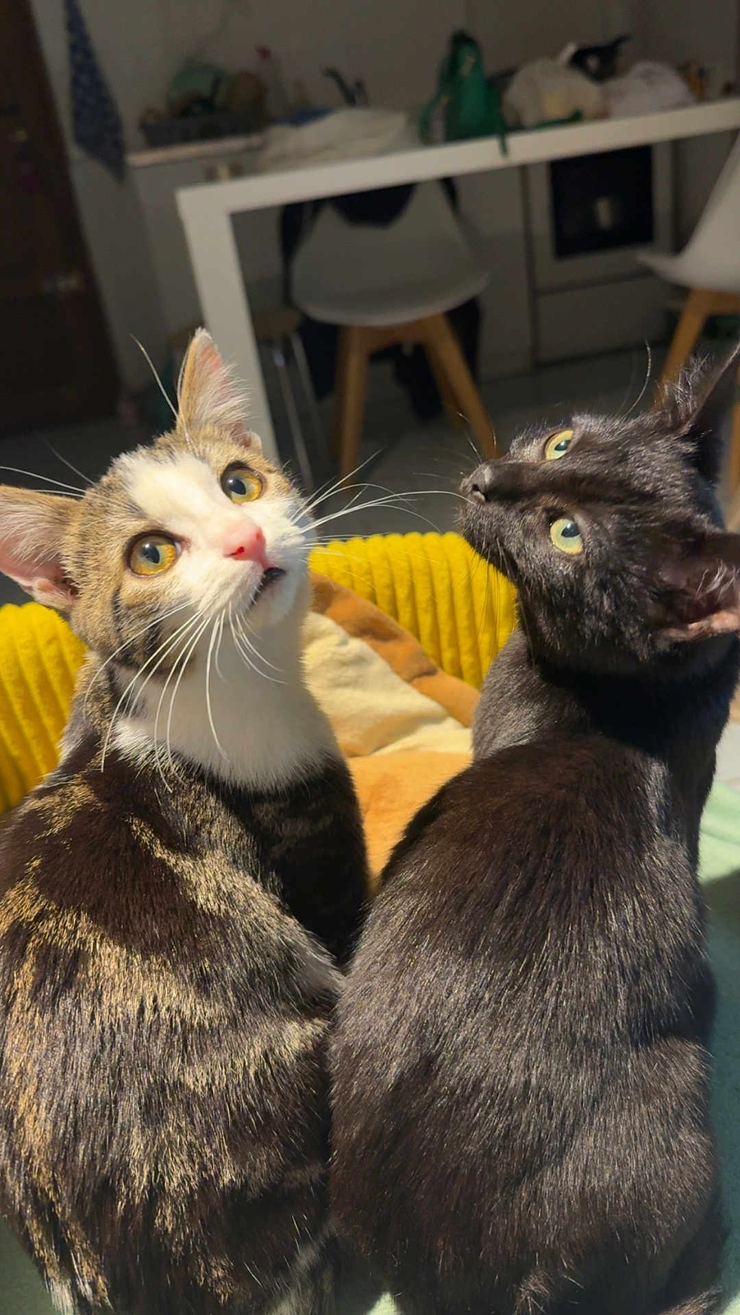 Urka Et Yuki a rejoint le concours — aidez-le/la à gagner de superbes lots ! animals, black_cat, blanket, cat, cats, chair, cozy, ears, eyes, face, fur, furniture, household, indoor, kitchen, looking_up, pets, tabby_cat, whiskers, yellow_blanket
