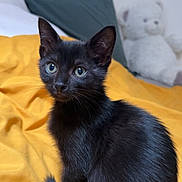 Urka participe au concours pour gagner de l'argent avec cette photo : animal, bed, black_cat, cozy, curious, cute, domestic_cat, ears, feline, fur, indoor, kitten, pet, resting, soft_toy, tail, teddy_bear, whiskers, yellow_blanket, young