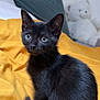 animal, bed, black_cat, cozy, curious, cute, domestic_cat, ears, feline, fur, indoor, kitten, pet, resting, soft_toy, tail, teddy_bear, whiskers, yellow_blanket, young