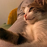 Yuki participe au concours pour gagner de l'argent avec cette photo : cat, close_up, relaxed, feline, fur, whiskers, pet, indoor, texture, cozy, soft_lighting, animal, mammal, cute, laying_down, domestic_cat, portrait, warm_colors, focus_on_face, blurred_background