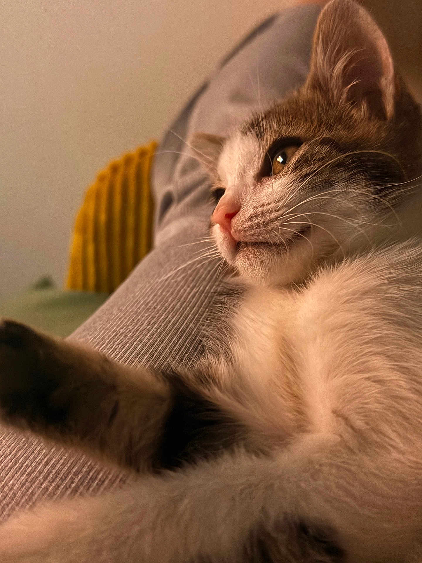 Yuki participe au concours pour gagner de l'argent avec cette photo : cat, close_up, relaxed, feline, fur, whiskers, pet, indoor, texture, cozy, soft_lighting, animal, mammal, cute, laying_down, domestic_cat, portrait, warm_colors, focus_on_face, blurred_background