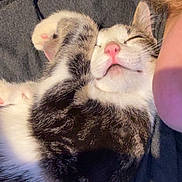 Yuki participe au concours pour gagner de l'argent avec cette photo : cat, close_up, companion, content, cozy, cute, feline, fur, gray_shirt, human, indoor, nap, paw, pet, pink_nose, relaxed, resting, sleeping, tabby, whiskers