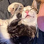 cat, close_up, companion, content, cozy, cute, feline, fur, gray_shirt, human, indoor, nap, paw, pet, pink_nose, relaxed, resting, sleeping, tabby, whiskers
