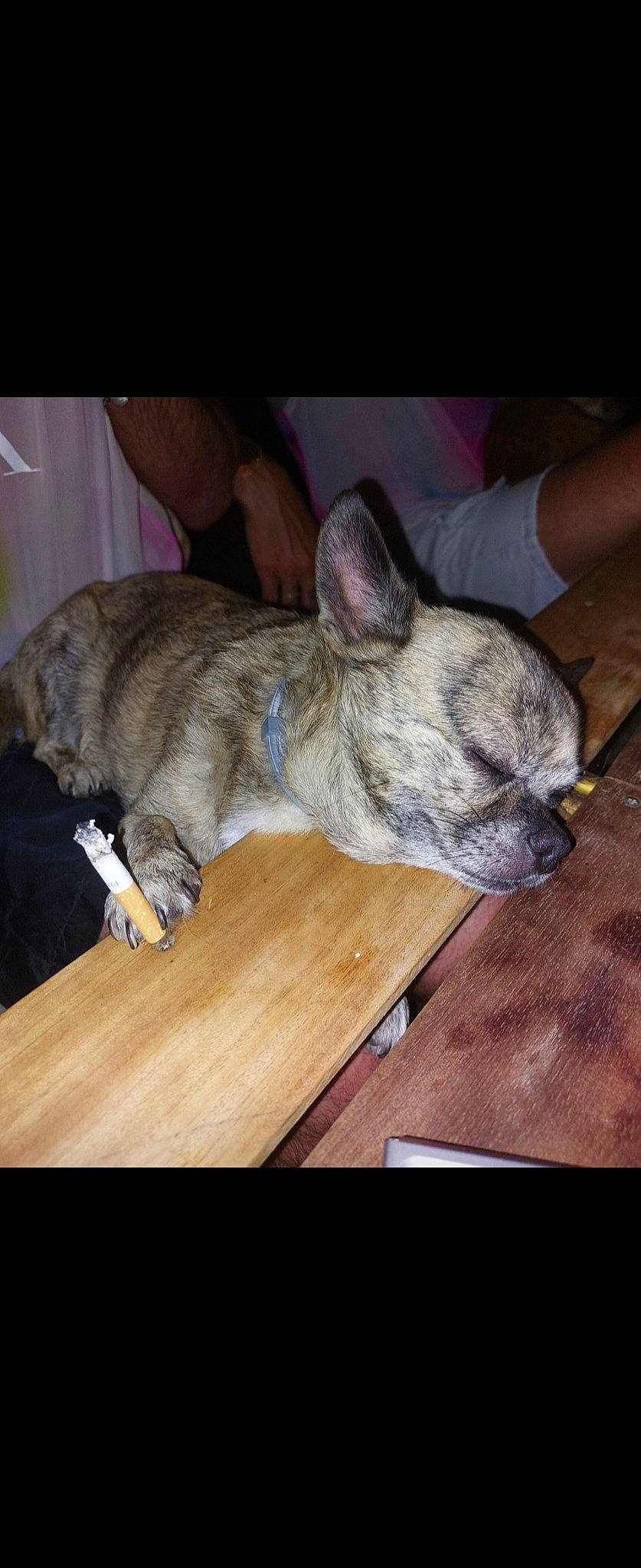 Polochon participe au concours pour gagner de l'argent avec cette photo : canidae, carnivore, companion_dog, dog, dog_breed, ear, fawn, fur, hardwood, non_sporting_group, puppy, snout, sporting_group, table, terrestrial_animal, toy_dog, whiskers, wood, working_animal