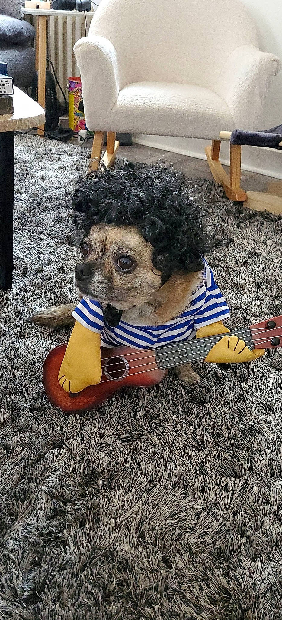 Polochon a rejoint le concours — aidez-le/la à gagner de superbes lots ! carnivore, companion_dog, dog, dog_breed, dog_clothes, dog_supply, eyewear, fawn, flooring, fur, grass, labradoodle, small_terrier, snout, sporting_group, sunglasses, terrier, toy, toy_dog, working_animal