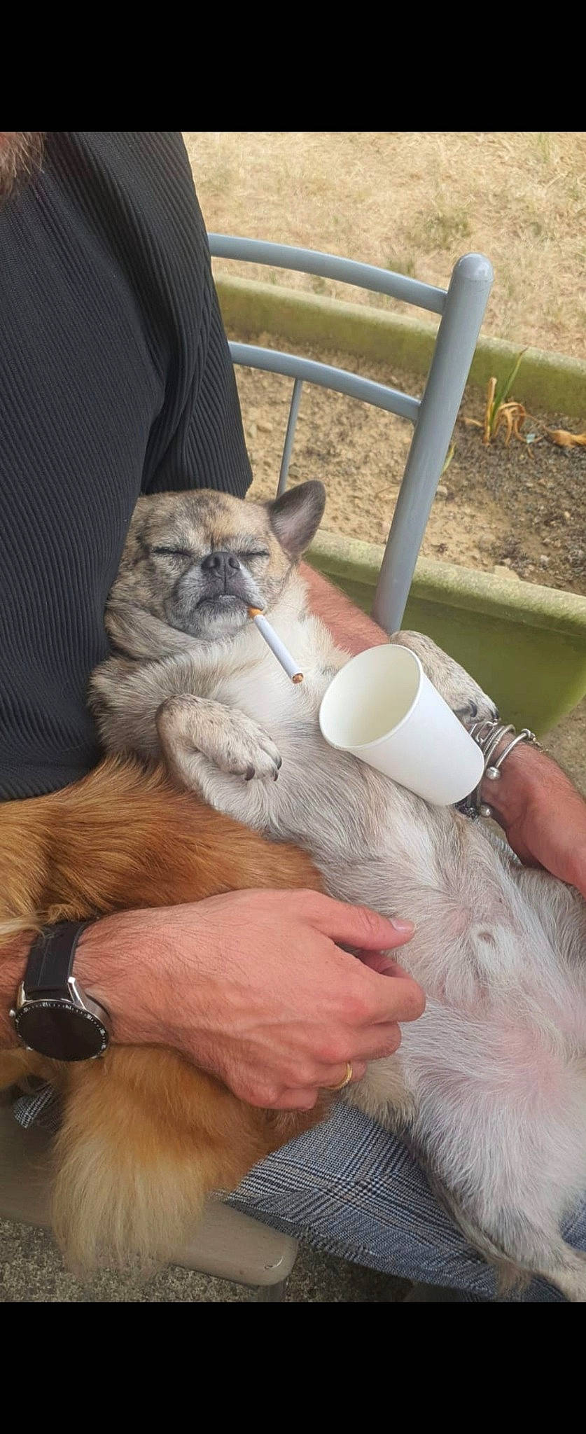 Polochon a rejoint le concours — aidez-le/la à gagner de superbes lots ! carnivore, clock, comfort, companion_dog, dog, dog_breed, fawn, felidae, fur, hand, human_leg, nail, paw, plant, small_to_medium_sized_cats, tail, terrestrial_animal, watch, whiskers, wrist