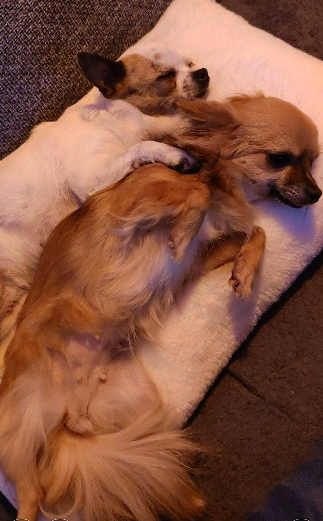 Liloo a rejoint le concours — aidez-le/la à gagner de superbes lots ! canidae, carnivore, comfort, companion_dog, dog, dog_breed, fawn, flooring, fur, hardwood, liver, paw, snout, sporting_group, tail, terrestrial_animal, tibetan_spaniel, toy_dog, whiskers, working_animal