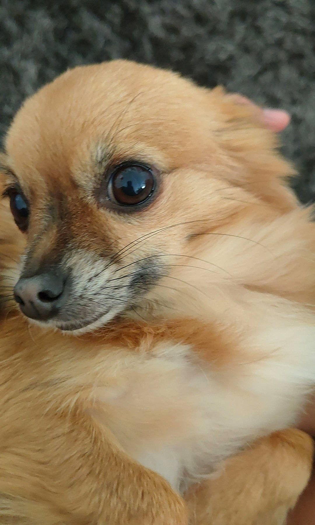 Liloo a rejoint le concours — aidez-le/la à gagner de superbes lots ! canidae, carnivore, close_up, companion_dog, dog, dog_breed, ear, eye, face, fawn, fur, head, iris, nose, snout, sporting_group, terrestrial_animal, toy_dog, whiskers, working_animal