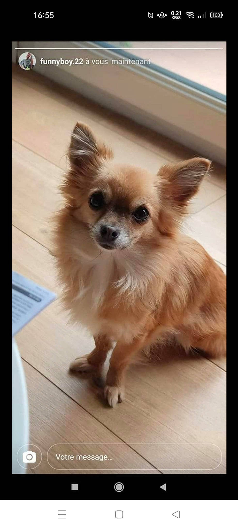 Liloo participe au concours pour gagner de l'argent avec cette photo : canidae, carnivore, chihuahua, companion_dog, dog, dog_breed, dog_supply, ear, fawn, flooring, fur, hair, hardwood, liver, snout, sporting_group, terrestrial_animal, toy_dog, whiskers, wood